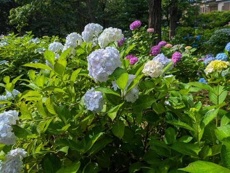 Photo, hydrangea, june, landscape, 