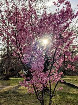 Heart-shaped Kawazu cherry blossoms, JPG Heart-shaped Kawazu cherry blossoms, JPG