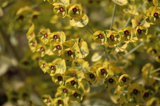 エウフォルビアの花の咲く風景 エウフォルビアの花の咲く風景 エウフォルビア,花,咲くの写真素材