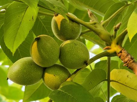 胡桃の実 クルミ,胡桃,木の実の写真素材