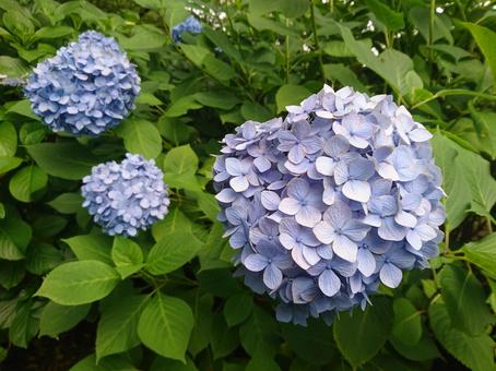 あじさい(薄紫) あじさい(薄紫)の写真