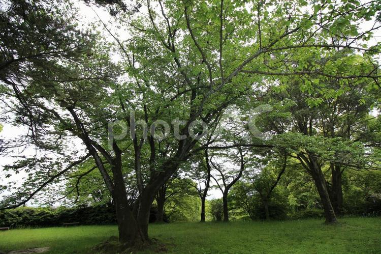 緑の多い公園の風景008 木々,緑,木の写真素材