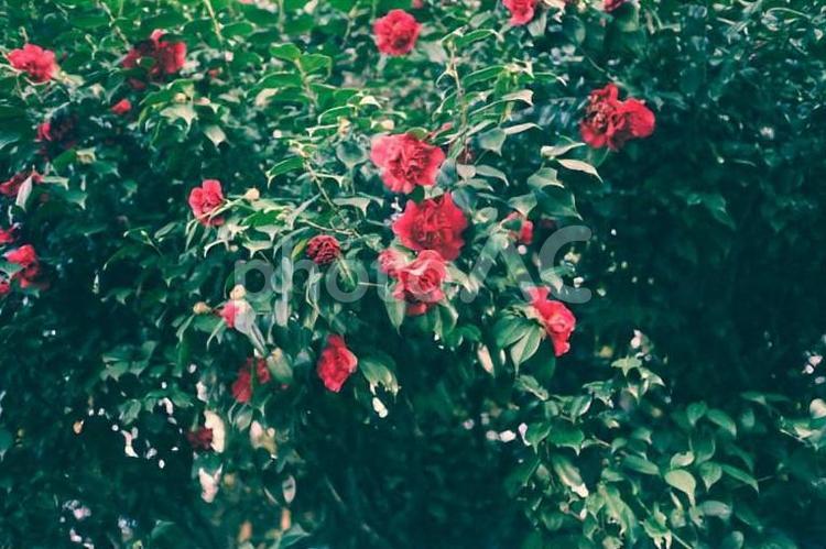 フィルムカメラで撮影した花 フィルムカメラ,公園,エモーショナルの写真素材