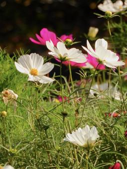 コスモス コスモスの写真