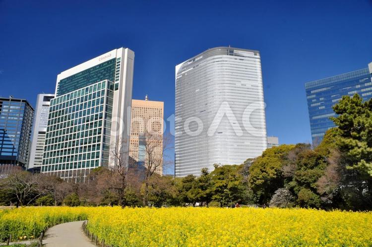浜離宮恩賜庭園の菜の花畑① 浜離宮恩賜庭園,浜離宮,観光地の写真素材