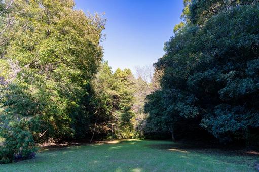 秋空の蓮ヶ池史跡公園 森林,森,葉の写真素材