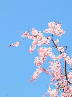 満開の枝垂れ桜と春の空 満開の枝垂れ桜と春の空の写真