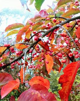 紅葉 紅葉の写真