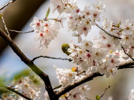 桜とメジロ・サクジロー 桜とメジロ・サクジローの写真