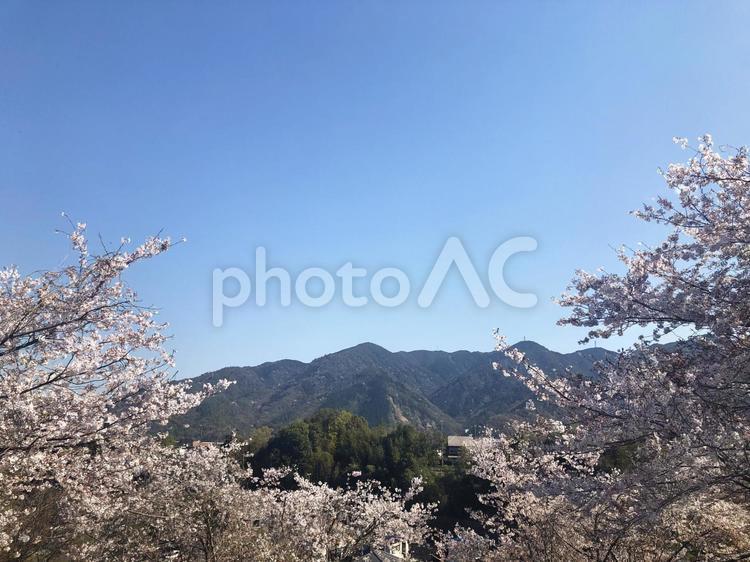 桜と山と青空 桜,さくら,サクラの写真素材