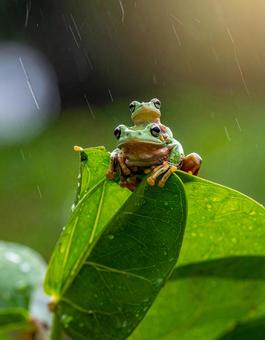 雨の日のアマガエルの写真