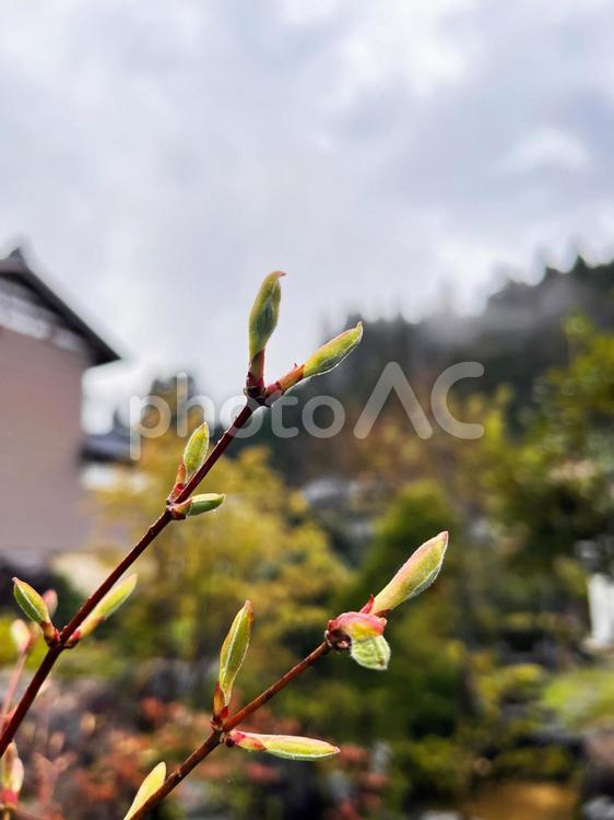 「欅の木の新芽」：イメージ用 新芽,欅,芽吹きの写真素材