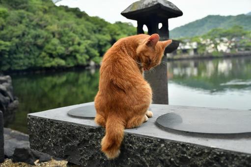 猫　毛づくろい, gatto, gatto, un gatto, JPG