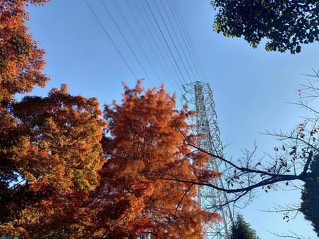 秋空と鉄塔 秋,自然,木の写真素材