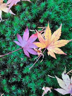 もみじと苔 紅葉,もみじ,こけの写真素材