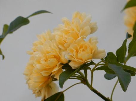 【花の写真】モッコウバラ 【花の写真】モッコウバラの写真
