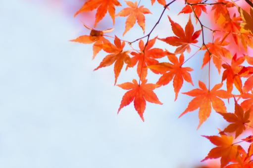 紅葉のモミジと青空 紅葉のモミジと青空 紅葉,秋,もみじの写真素材