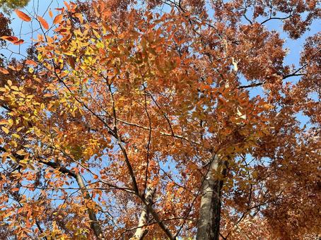 紅葉する木々 木,森,林の写真素材