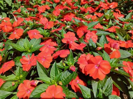 赤い花と緑の葉 赤い花と緑の葉 お花畑,ガーデニング,秋の花の写真素材
