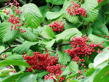 真っ赤に熟れたガマズミの果実　酸っぱいよ ガマズミ,果実,実の写真素材