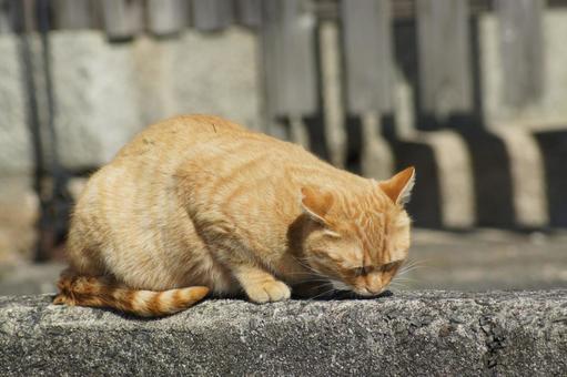 ねこ ねこ にゃんこ,可愛い,野良猫の写真素材