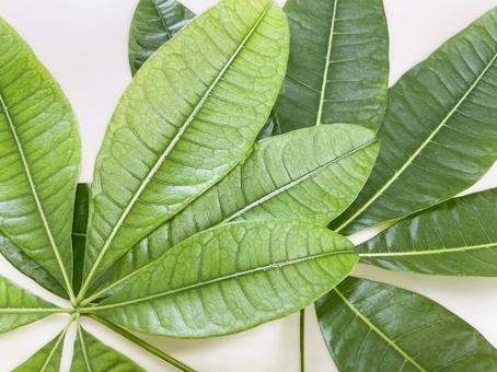 大きなパキラ(観葉植物)の葉49 大きなパキラ(観葉植物)の葉49 パキラ,パキラの葉,手の写真素材