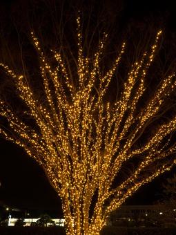 イルミネーションの写真