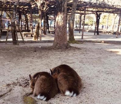 奈良の鹿の写真