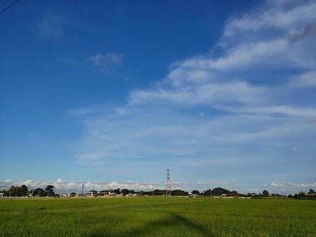 8月の田んぼと空 8月の田んぼと空の写真