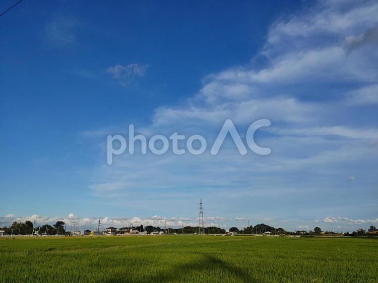 8月の田んぼと空 田んぼ,田,空の写真素材