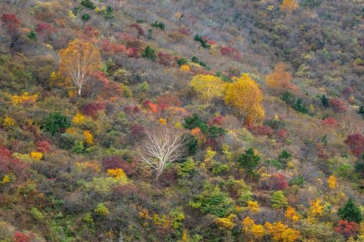 蔵王の紅葉(31) 蔵王,紅葉,黄葉の写真素材