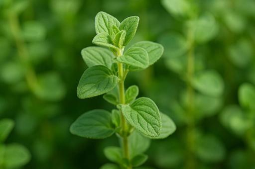 スパニッシュマジョラム・ハーブ・薬草 スパニッシュマジョラム・ハーブ・薬草の写真