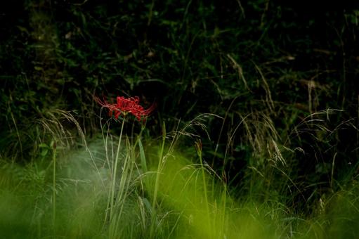 ＜素材＞秋の公園に咲く真っ赤なヒガンバナ 彼岸花,ヒガンバナ,曼珠沙華の写真素材