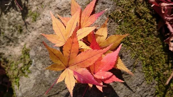 Autumn leaves in Nara Park, JPG