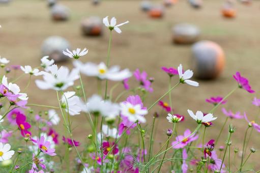 Cosmos field Pink and white flowers in full bloom, JPG