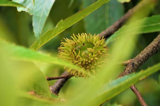 どんぐり どんぐり,木の実,秋の写真素材