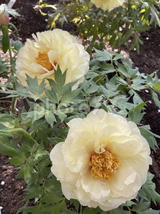 上野東照宮ぼたん苑の牡丹 牡丹,黄色の牡丹,春の花の写真素材