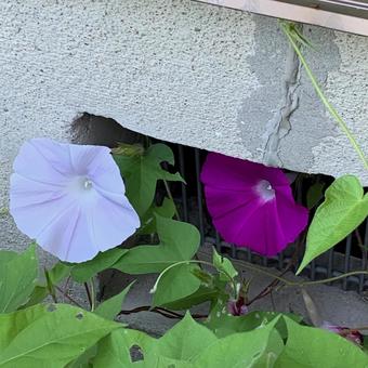 朝顔 ピンク パープル 朝顔 ピンク パープル 朝顔,ピンク,パープルの写真素材