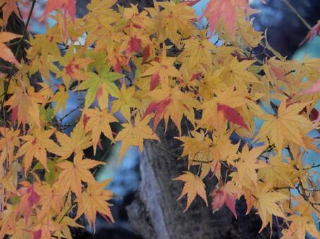 【紅葉写真】美しい紅葉風景 モミジ,紅葉,晩秋の写真素材