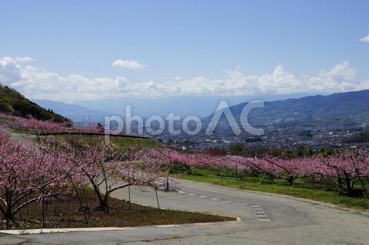 塩山桃源郷② 塩山桃源郷,えんざんとうげんきょう,桃源郷の写真素材