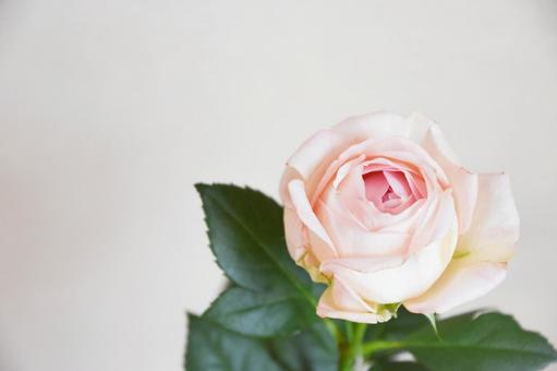 ピンクのばらの写真