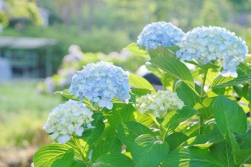 紫陽花 紫陽花の写真