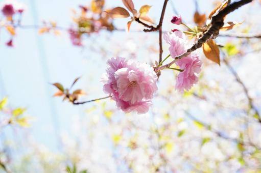 薄ピンクに咲く八重桜1 薄ピンクに咲く八重桜1 八重桜,ヤエザクラ,桜の写真素材