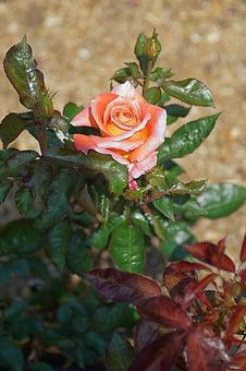 荒牧バラ園510　タイムレス’98　の写真