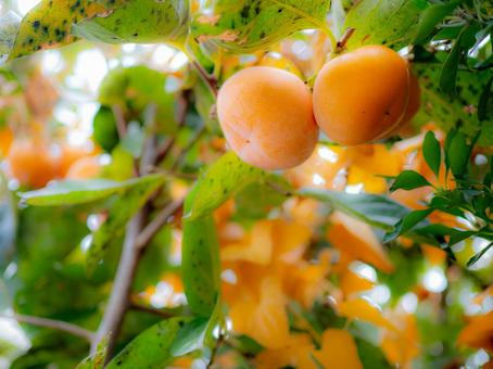 旬の味覚！柿 柿,秋,ぼかしの写真素材