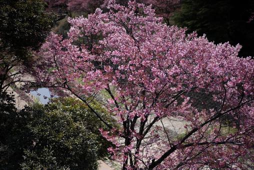 春色に染まる満開の桜 桜,さくら,サクラの写真素材