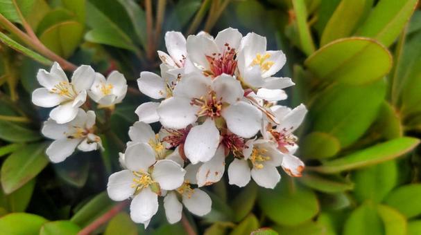 シャリンバイの写真
