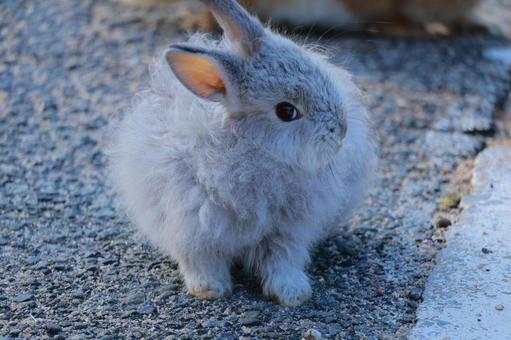 横目に見るウサギの赤ちゃん 横目に見るウサギの赤ちゃん ウサギ,兎,赤ちゃんの写真素材