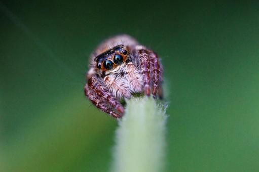つぶらな瞳が愛らしいハエトリグモ つぶらな瞳が愛らしいハエトリグモ 自然,昆虫,虫の写真素材