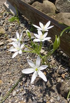 オーニソガラム [Star of Bethlehem]-004の写真